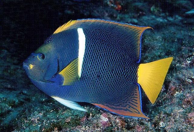 Holacanthus passer (Pesce angelo re)